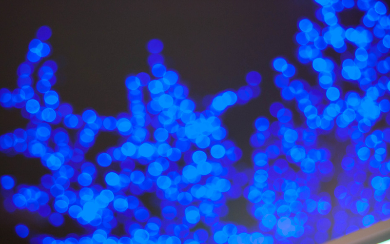 Illustration for article titled Shooting Challenge: Bokeh, Gallery 3